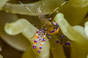 Shrimp colorfull, Clain Bonaire by Alejandro Topete 